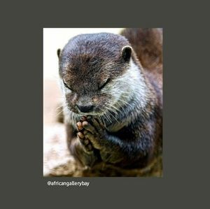 Meet your Posher, Dennis